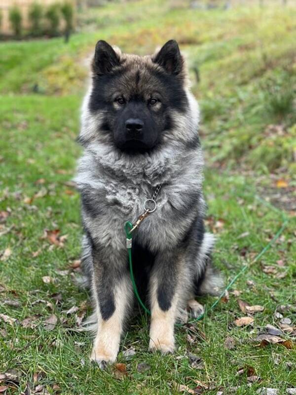 Hund - Eurasier, Dex. Hund - Eurasier, Dex.