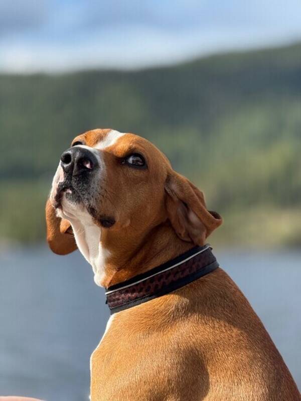 Hund - Hygen jakt hund