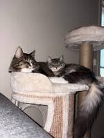 Sibir Dotten og Diesel Sibir Dotten og Diesel