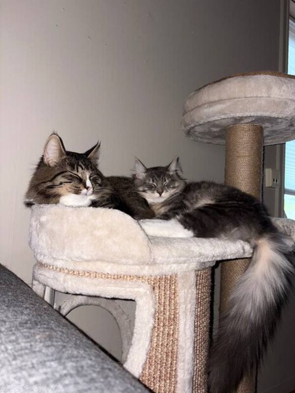 Katt - Sibir Dotten og Diesel