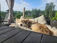 Finska lapphund Izzie 