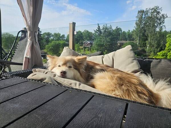 Hund - Finska lapphund Izzie  Hund - Finska lapphund Izzie