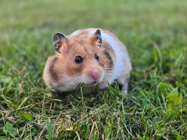 Annet - Hamster