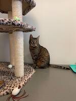 Katten Nomína Katten Nomína