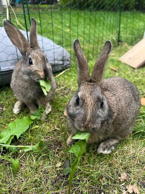 vrigt - Kaninerna Candy och Lollipop