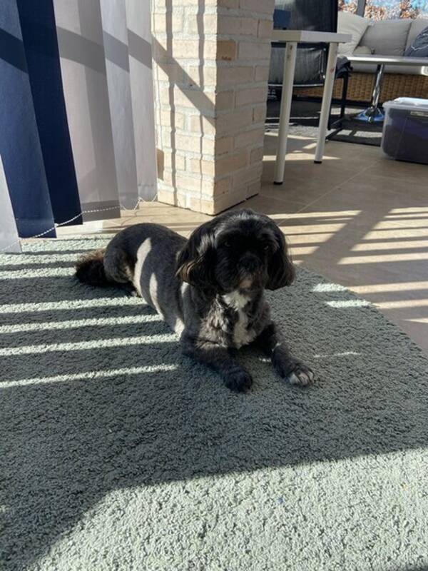 Hund - Familjens hund Tina 