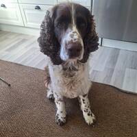 Engelsk Springer Spaniel Benji