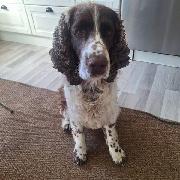 Hund - Engelsk Springer Spaniel Benji Hund - Engelsk Springer Spaniel Benji