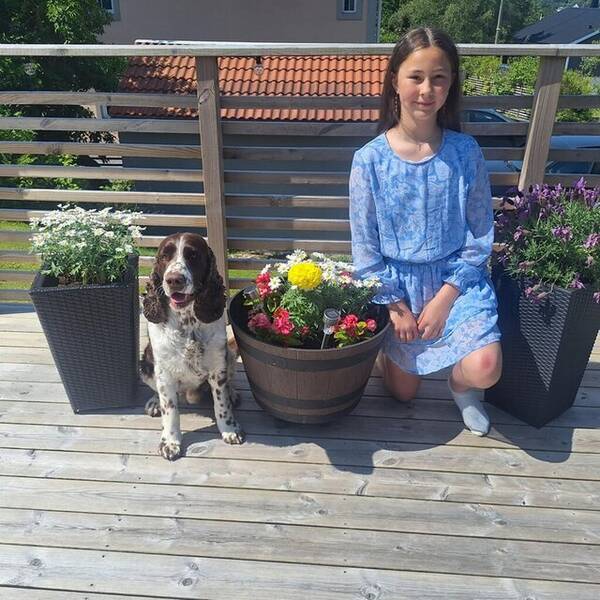 Hund - Engelsk Springer Spaniel Benji Hund - Engelsk Springer Spaniel Benji