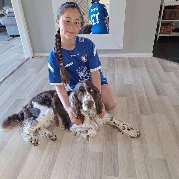 Hund - Engelsk Springer Spaniel Benji Hund - Engelsk Springer Spaniel Benji