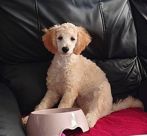 Hund - Pudel Bruno Hund - Pudel Bruno