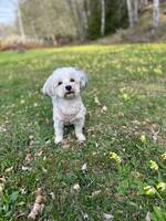 Bichon havanais