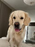 Vit Golden Retriver