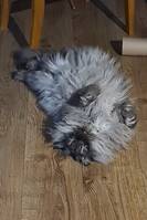Katten Mslcom