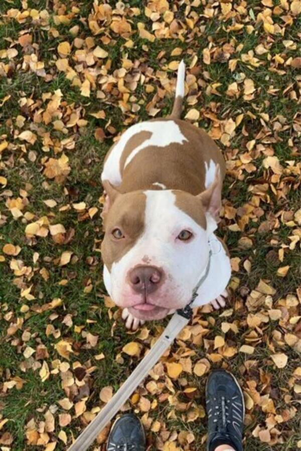 Hund - Pitbull/Amstaff Hund - Pitbull/Amstaff