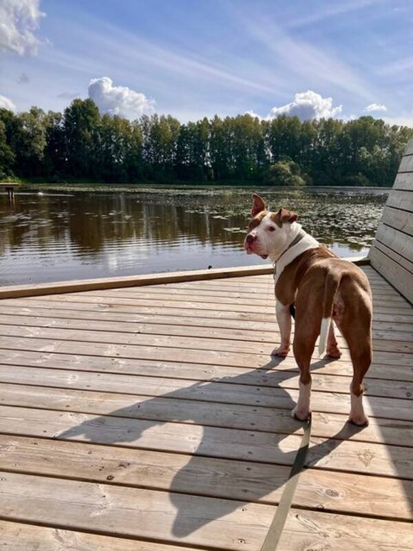 Hund - Pitbull/Amstaff