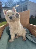 Westie 13 r 