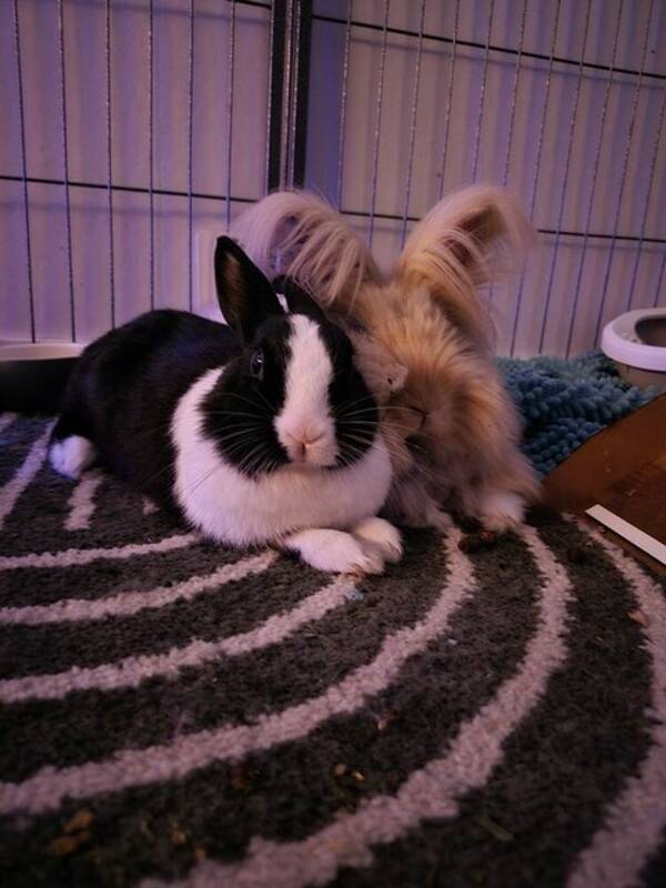 vrigt - Kanin Millan