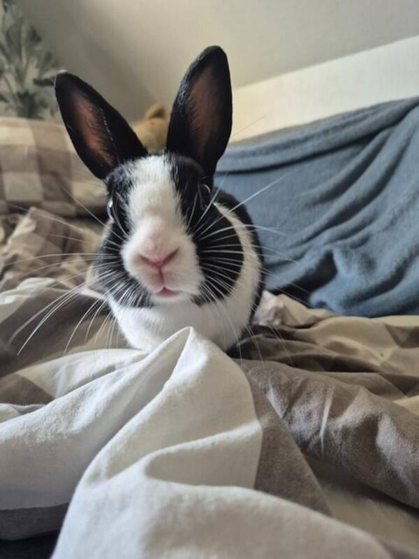 vrigt - Kanin Millan