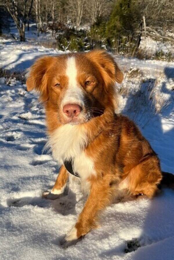 Hund - Tollare Ludde