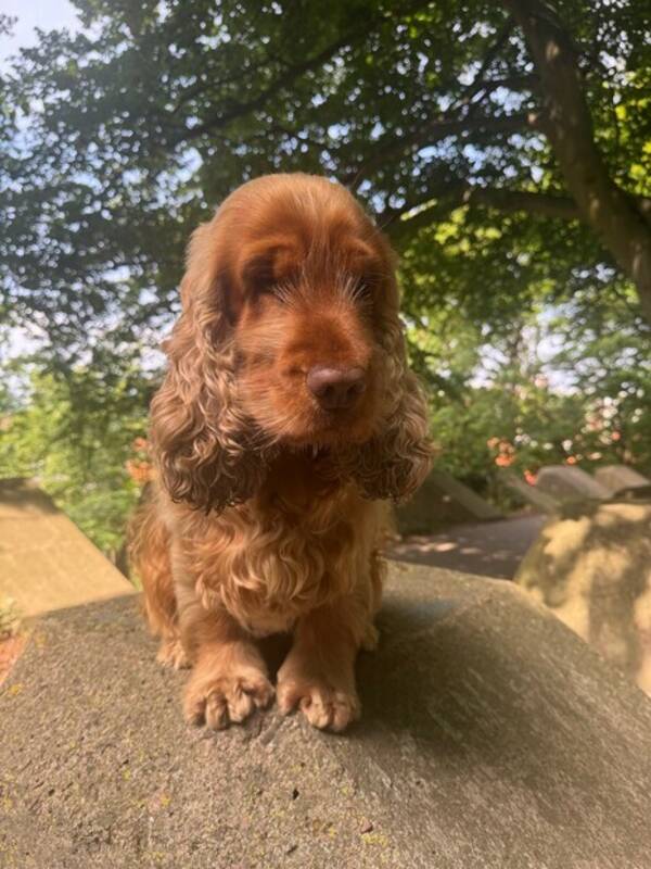 Hund - Cockerspanieln  Hund - Cockerspanieln