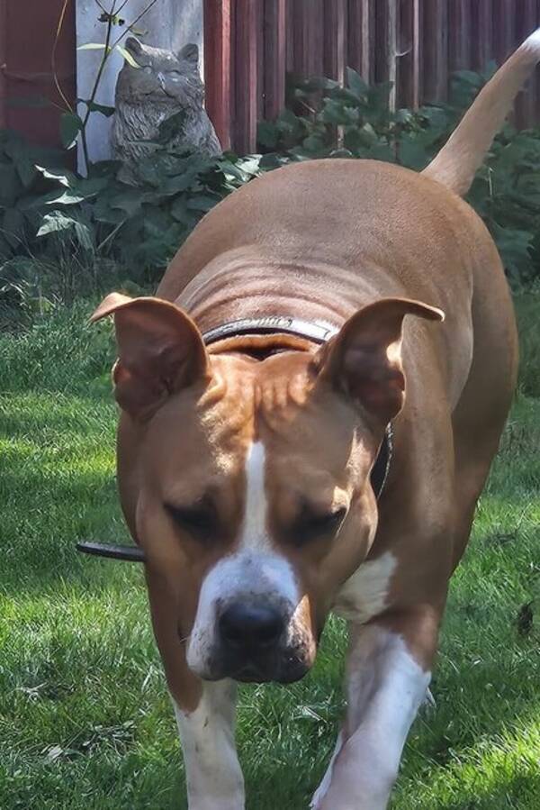 Hund - Cane corso  Annicaninas Dreamcather 