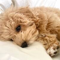 Maltipoo Annie