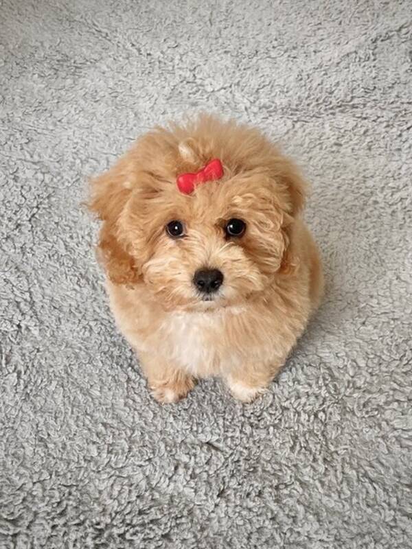 Hund - Maltipoo Annie Hund - Maltipoo Annie