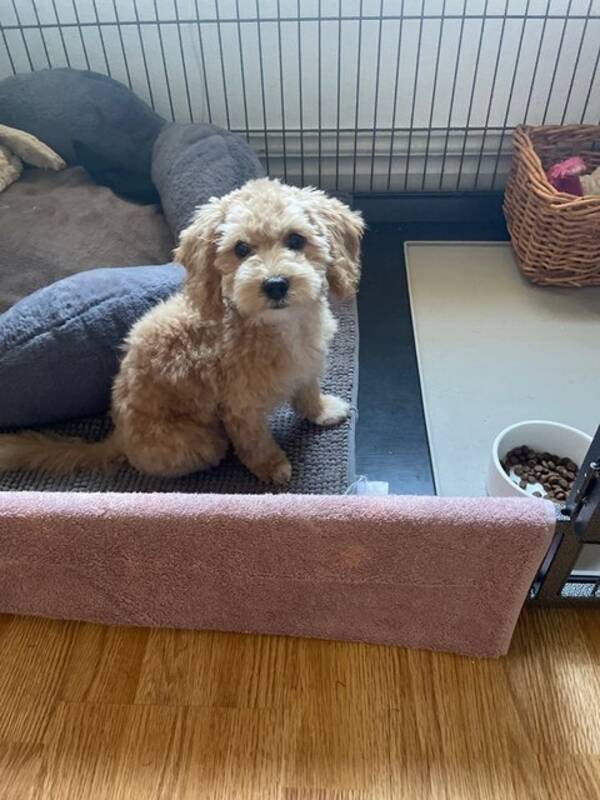 Hund - Maltipoo Annie Hund - Maltipoo Annie