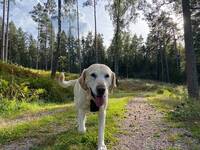 Labrador blandat med golden 