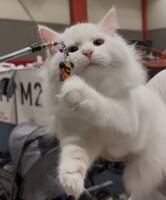 Vit sibirisk katt Vit sibirisk katt