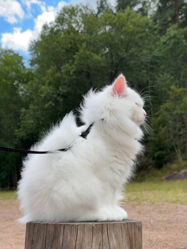 Katt - Vit sibirisk katt