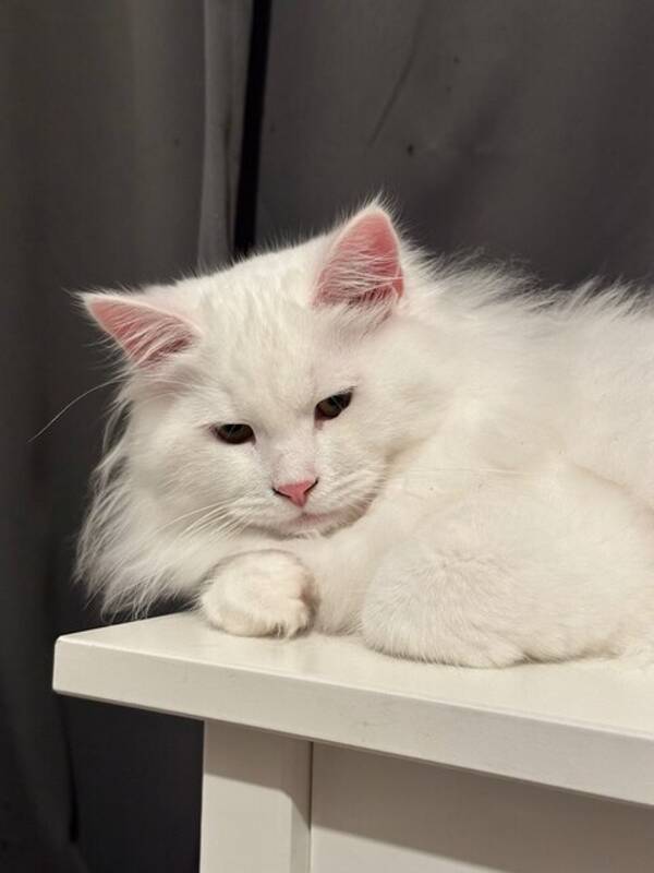 Katt - Vit sibirisk katt