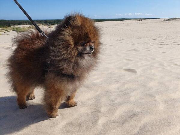 Hund - Pomeranian kille Chibbi