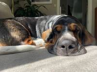 Basset hound - Kajsa