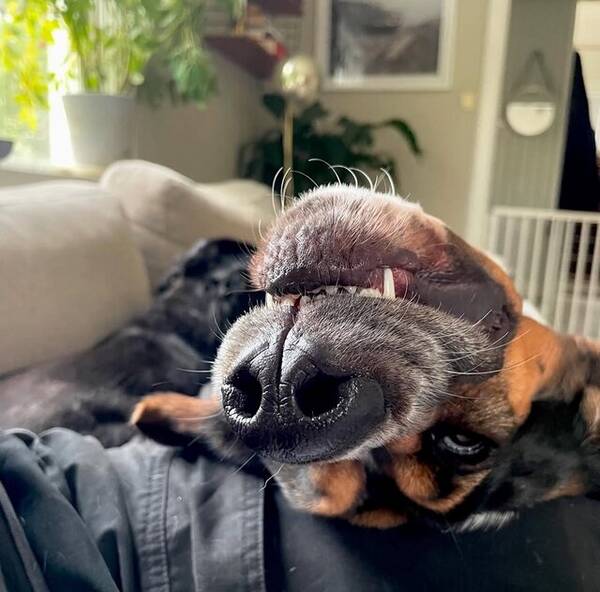 Hund - Basset hound - Kajsa