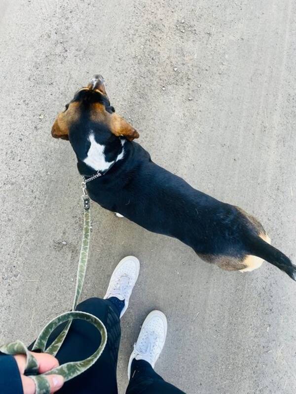 Hund - Basset hound - Kajsa