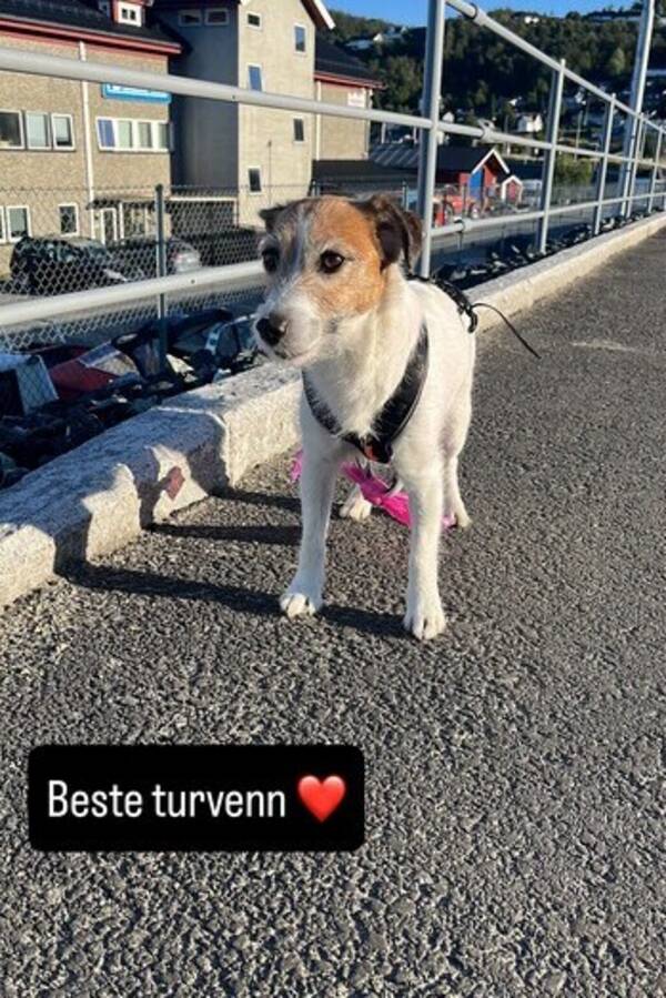 Hund - Jack russel Mie