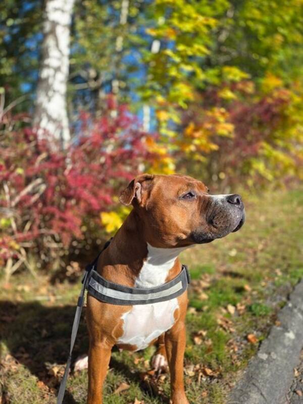 Hund - Hera