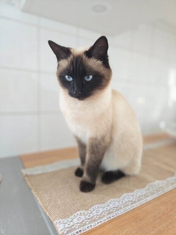 Katt - Athena  Katt - Athena