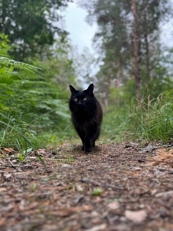 Katt - Sune