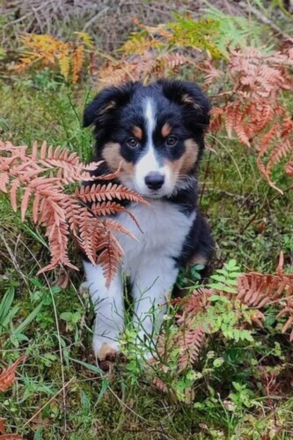 Hund - Viska