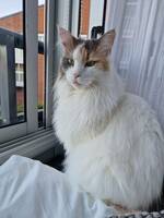 Maine coon Maine coon