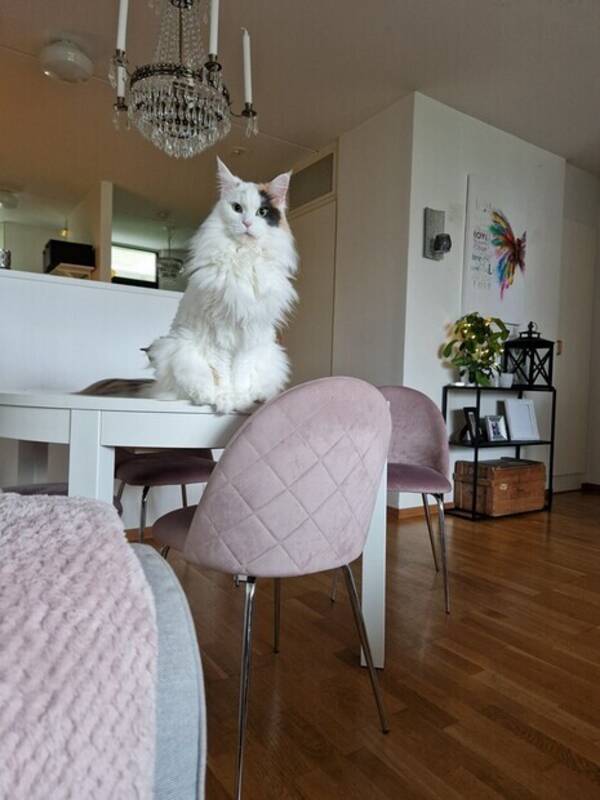 Katt - Maine coon