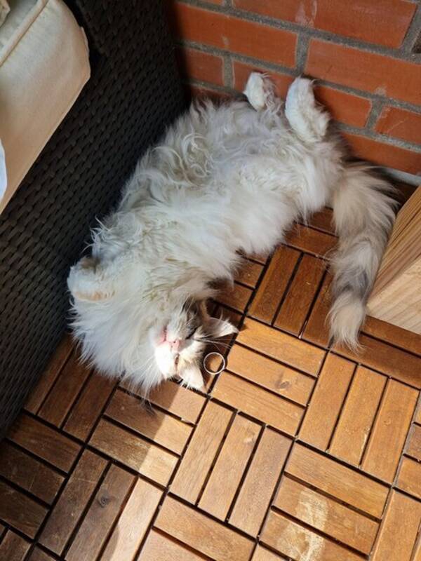 Katt - Maine coon