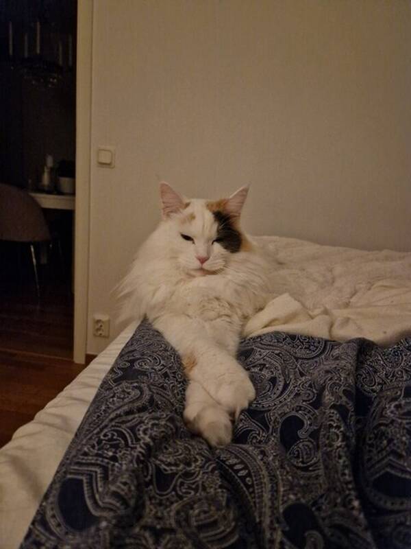 Katt - Maine coon