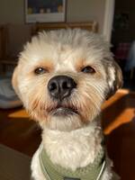 Hunden Pirlo