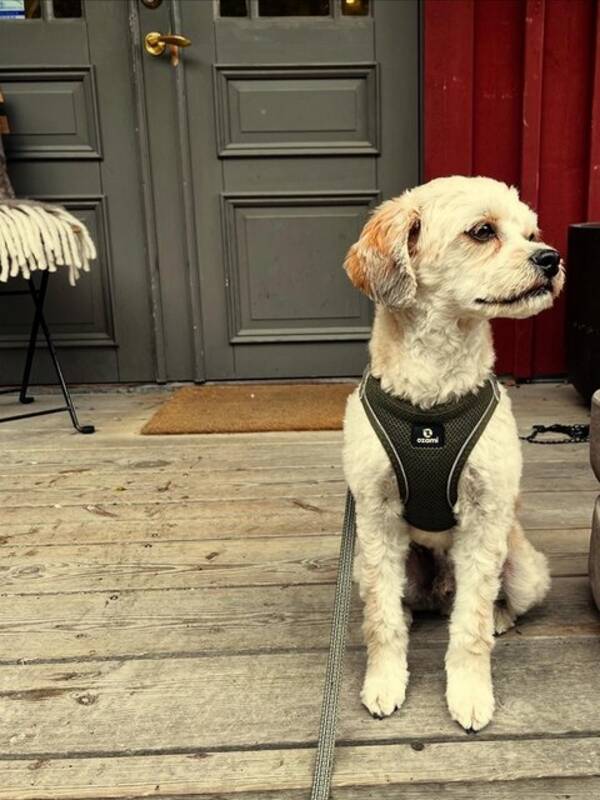 Hund - Hunden Pirlo