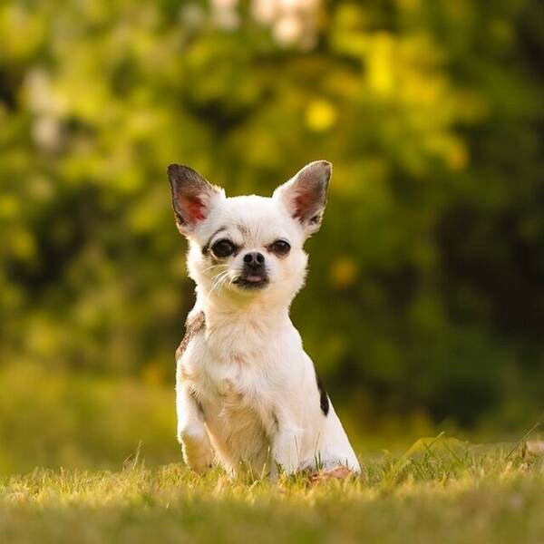 Hund - Chihuahua Zoey 