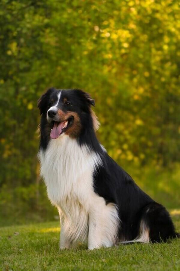 Hund - Charlie 